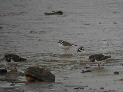 Los grupos de limícolas permanecen estables