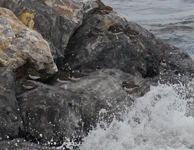 Los grupos de limícolas permanecen estables