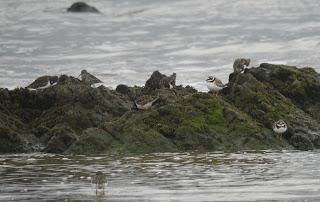 Los grupos de limícolas permanecen estables