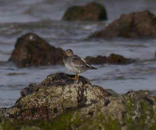 Los grupos de limícolas permanecen estables