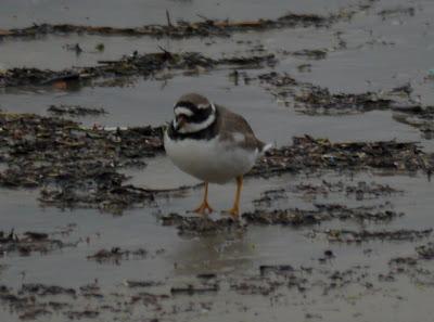 Los grupos de limícolas permanecen estables