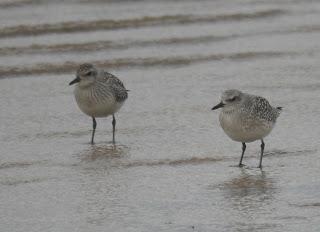 Los grupos de limícolas permanecen estables