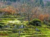 Verde musgo
