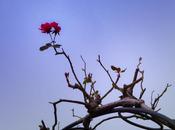 flor enero