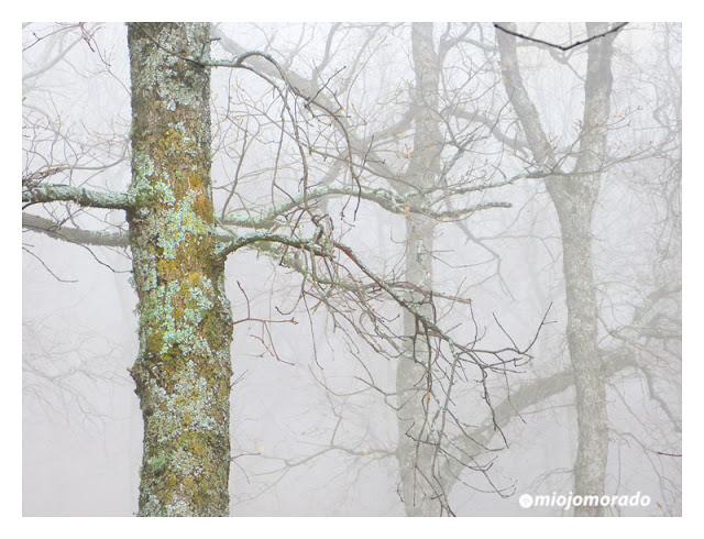 Sonido en la niebla Sonido en la niebla