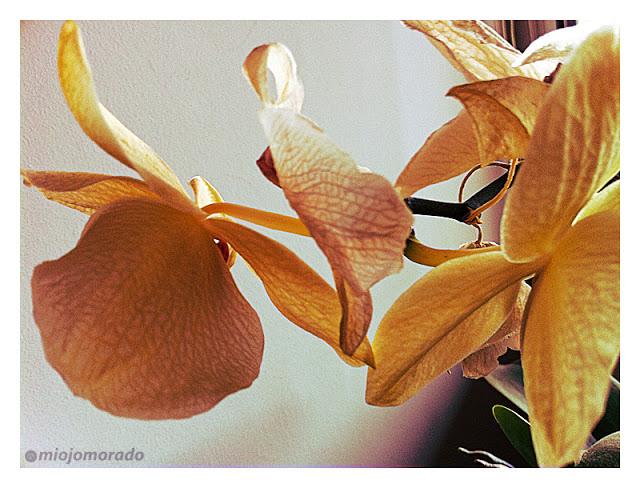 Flor de hadas Flor de hadas