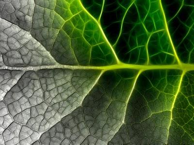 ¿Qué es un fractal?