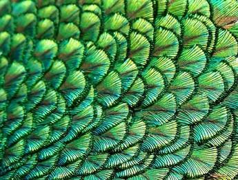 ¿Qué es un fractal?