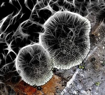 ¿Qué es un fractal?