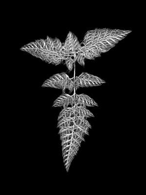 ¿Qué es un fractal?