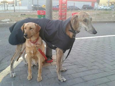 GALGO, LO CAPTURAMOS!, ahora qué?