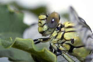 Para ampliar Onychogomphus forcipatus (Linnaeus, 1758) hacer clic