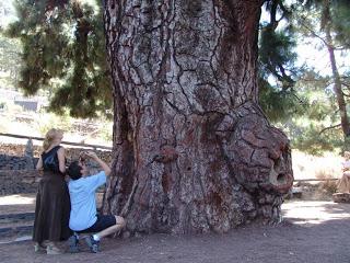 Pino Gordo de Vilaflor