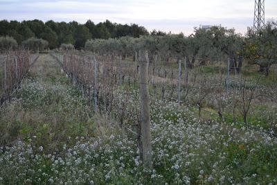 Vinyes del Terrer ( DO. Tarragona)