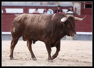 CÓRDOBA ACOJE UNA JORNADA SOBRE EL PROGRAMA DE MEJORA GENÉTICA DEL TORO DE LIDIA