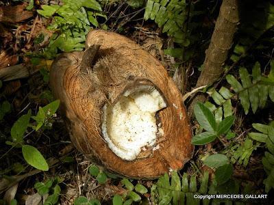 NUEVA CALEDONIA: LA ISLA DE LIFOU