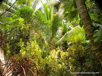 NUEVA CALEDONIA: LA ISLA DE LIFOU