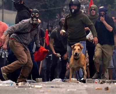 Lakanicos, el perro manifestante...