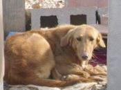 Historias adoptados. Ahyla