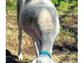 Huéscar contará primera escuela pastores siglo