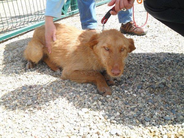 Cachorra de podenca abandonada en una carretera, casi ciega (Sevilla)