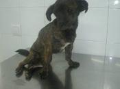 URGENTE Cosita! están encangrenando patitas NECESITAN AYUDA: