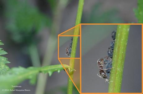 Trofobiosis en la puerta de casa