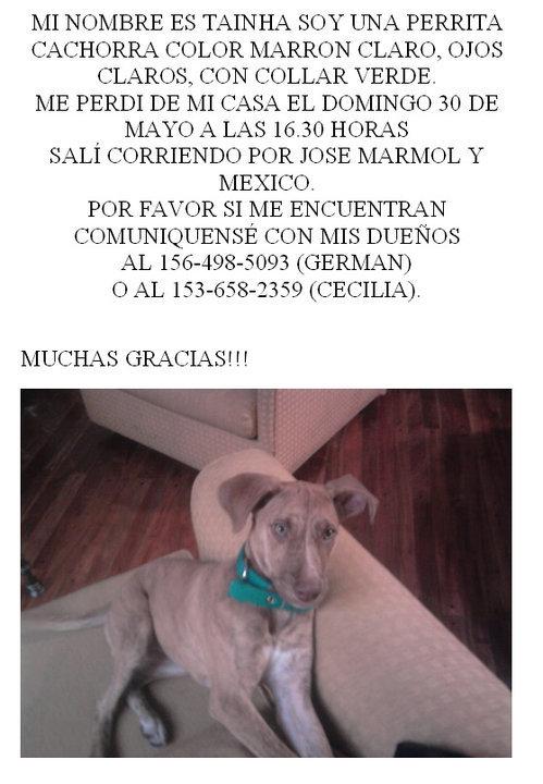 Tainha, perdida en Almagro (Argentina)