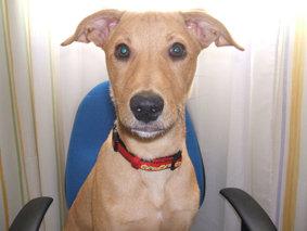 Tano, podenco que vive atado a un árbol (Cádiz)