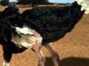 técnica ‘avestruz’, ¿por qué?