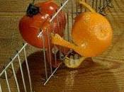 Tomate ético