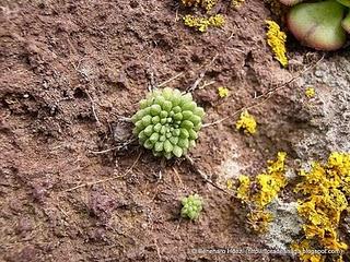 Flora: El Bequequillo de Chinamada