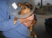 Chikitín necesita ayuda para perder patita