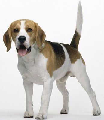 BEAGLE