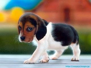 BEAGLE