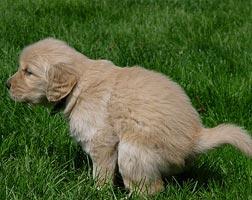 COM ENSENYAR UN CADELL A SER NET