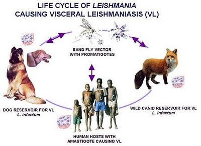 LA LEISHMANIOSIS CANINA