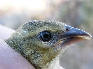 Anillamiento en TARAJAL DE LA QUINTANILLA, Paraje Natural del Brazo del Este (SE)  --  3/6/10