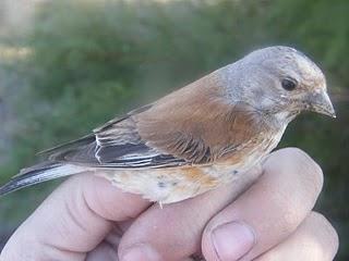 Anillamiento en TARAJAL DE LA QUINTANILLA, Paraje Natural del Brazo del Este (SE)  --  3/6/10