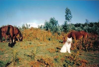 Un relato de Batania