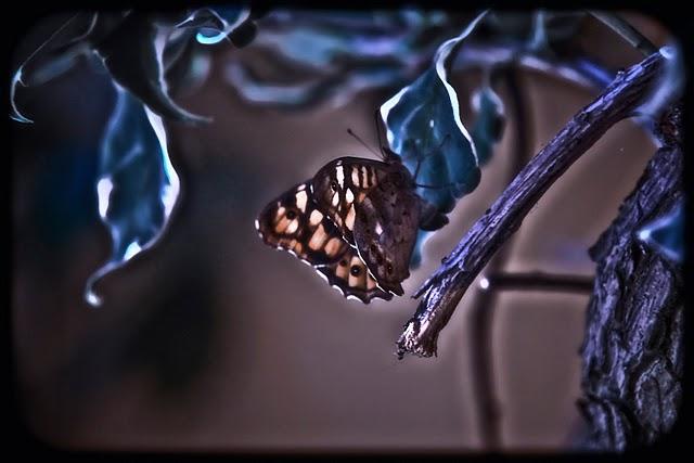 La visita de Mari-posa.