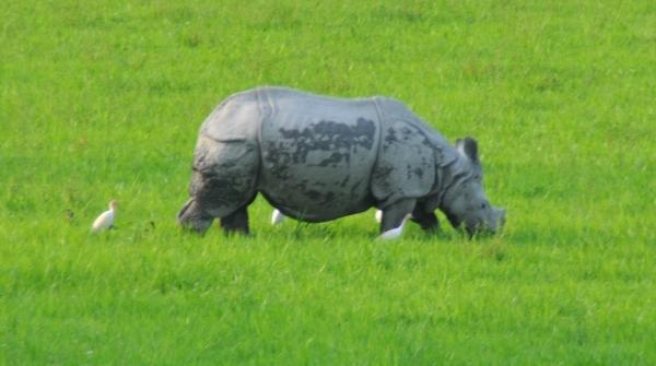 Una de Rinocerontes