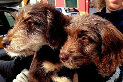 CACHORRAS ABANDONADAS EN MITAD DE CARRETERA! AYUDA!! (SEVILLA)