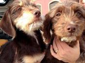 Cachorras abandonadas mitad carretera! ayuda!! (sevilla)