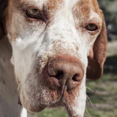 Foto: VALENTIN ALGUIEN PUEDE RESISTIRSE A ESA MIRADA? POINTER 7 AÑOS.  PASO TODA SU VIDA ENCERRADO EN UNA JAULA PEQUEÑA CASI SIN COMIDA.  lo rescatamos, tiene madrina, come bien y esta cuidado. Pero no esta en familia, sigue viviendo en una jaula, una jaula chula, grande, con una caseta guapa, pero este guapeton de ojos verdes se merece jubilarse en una casa, con mimos todos los días, con su sofá calentito, o su colchoneta, con amor, con una familia que le demuestre que valió la pena esperar. Pe favor ayudanos a darle esa oportunidad.  Contacto ESTEFANIA 638672253 hocicosyhuellas@live.com