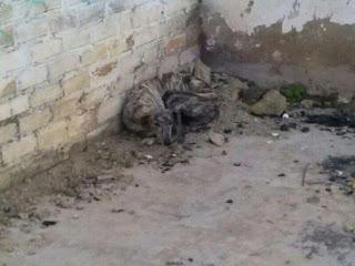 LALO Y HUESITOS, DE DOS EN DOS Y TIRO PORQUE ME TOCA (SEVILLA )