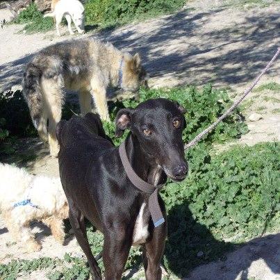 Foto: Malcolm es un precioso galgo que ha sido tirado por la valla de nuestro refugio en muy mal estado. Está muy delgado y tiene pequeñas heridas por todo el cuerpo.  Enseguida notó que los voluntarios queríamos ayudarle, es un perro muy cariñoso, noble, tranquilo, elegante.  Tiene tanta hambre y está tan desnutrido que come con muchas ganas la comida. Se nota que ha pasado mucho tiempo de su vida encerrado, pues tiene los codos pelados, señal de estar tumbado en un duro suelo. Al llegar a nuestro refugio sintió libertad y corre muy contento por la hierba.  Necesita una familia muy especial, porque él también lo es y es extremadamente agradecido.     Para apadrinar a Malcolm escribe a: apadrinaladridosvagabundos@gmail.com  Para acogerle contacta con: entradasladridosvagabundos@gmail.com / 676 29 78 24  Para adoptarlo contacta con: adoptaladridosvagabundos@gmail.com / 676 92 13 96     CONOCE A MALCOLM: http://chuchos-gr.org/ficha/466/