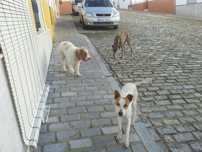 Dos galgas y mestizo abandonados en un pueblo de Sevilla. ACOGIDA O ADOPCIÓN.