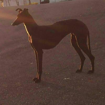 Dos galgas y mestizo abandonados en un pueblo de Sevilla. ACOGIDA O ADOPCIÓN.