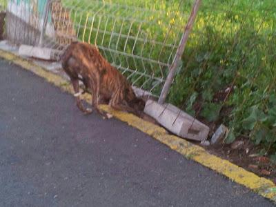 Dos galgas y mestizo abandonados en un pueblo de Sevilla. ACOGIDA O ADOPCIÓN.